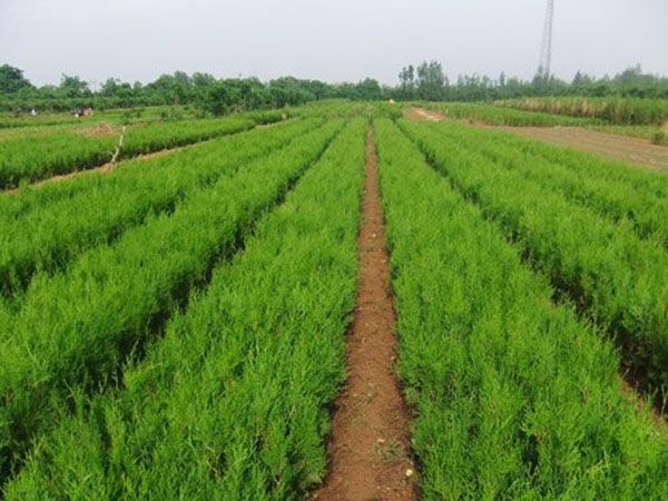 側(cè)柏苗種植基地