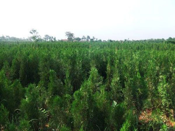側(cè)柏苗種植基地